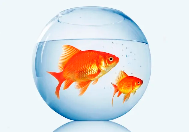 El «efecto pecera»: Por qué el pequeño comercio malagueño es el último refugio de la ciudad